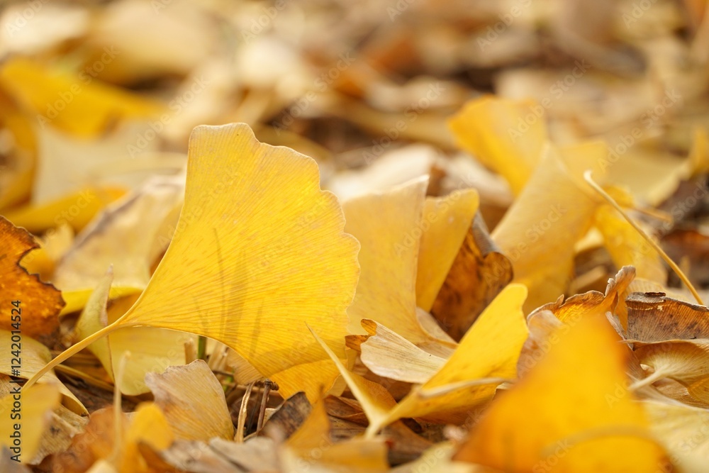 Bright yellow ginkgo leaves blanket the ground in a serene autumn setting Bright yellow ginkgo leaves blanket the ground in a serene autumn setting
