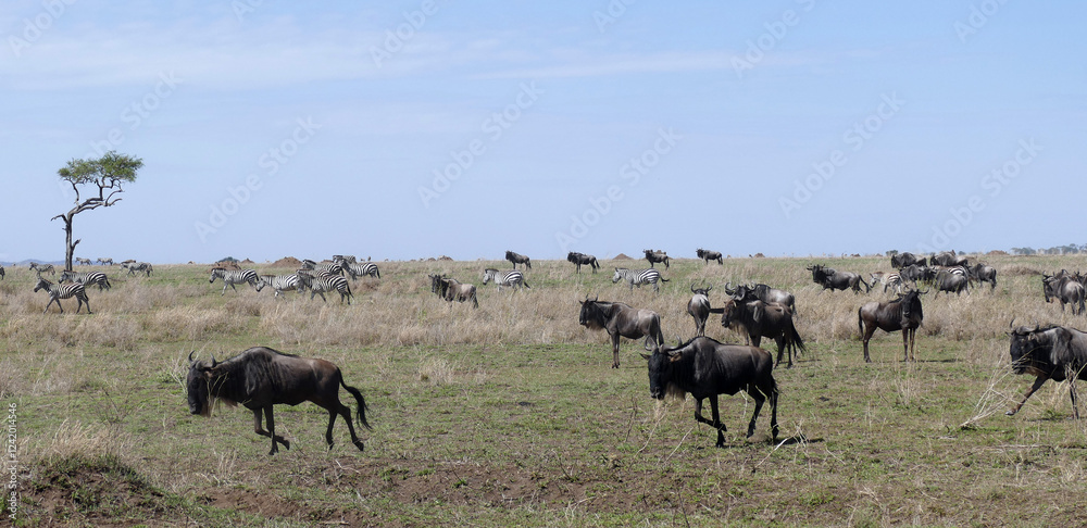 Wildebeest herd migrating across african savanna Wildebeest herd migrating across african savanna