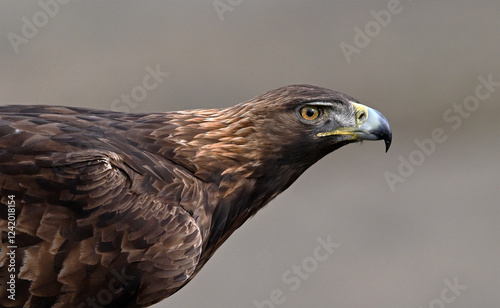 a majestic golden eagle in freedom in spain
