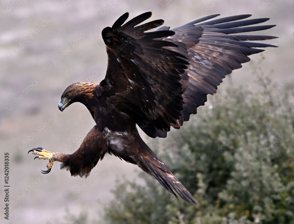 Fototapeta premium a majestic golden eagle in the mountain