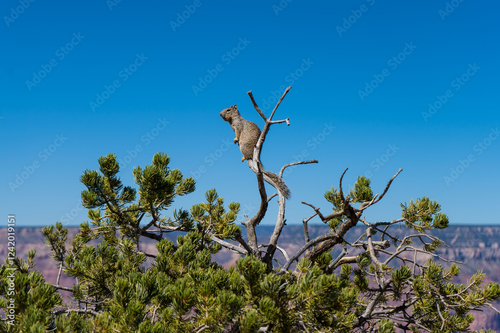 tree branches against blue sky and a squirrel tree branches against blue sky and a squirrel