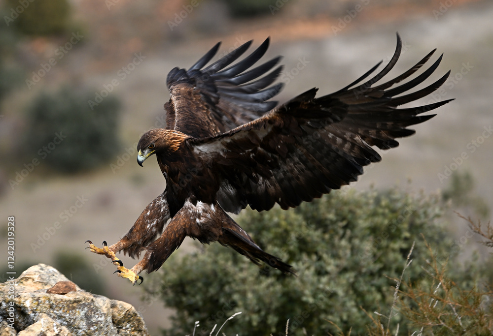 Naklejka premium a majestic golden eagle in freedom in spain