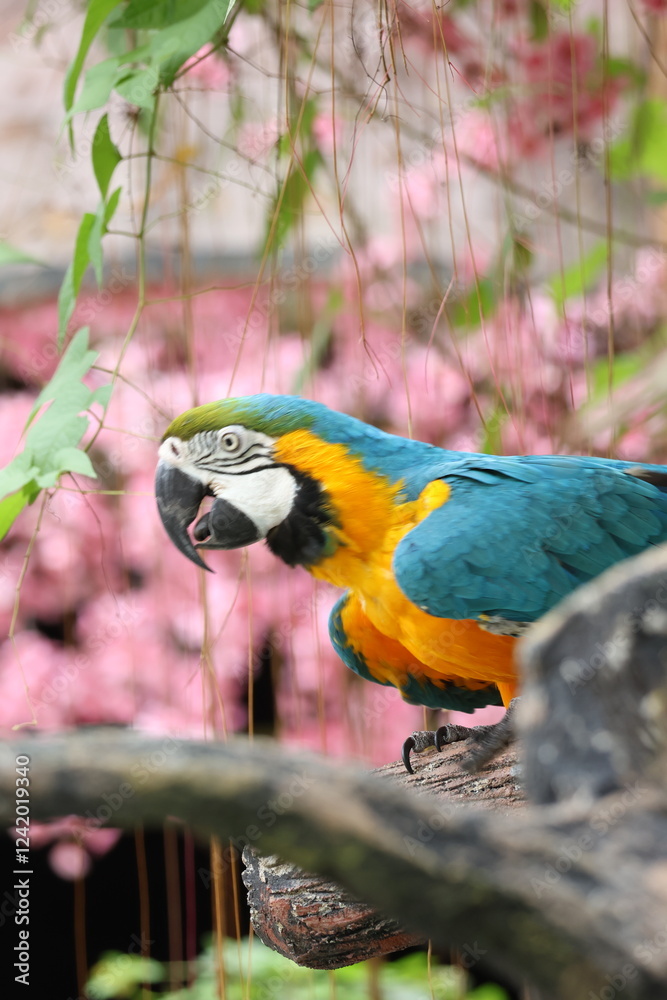 Obraz premium blue and yellow macaw ara