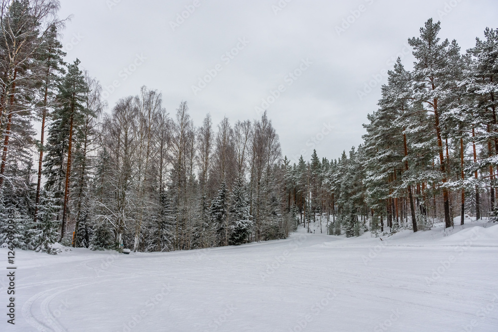 Snowy forest nearby the Rusutjarvi frozen lake, Finland Snowy forest nearby the Rusutjarvi frozen lake, Finland