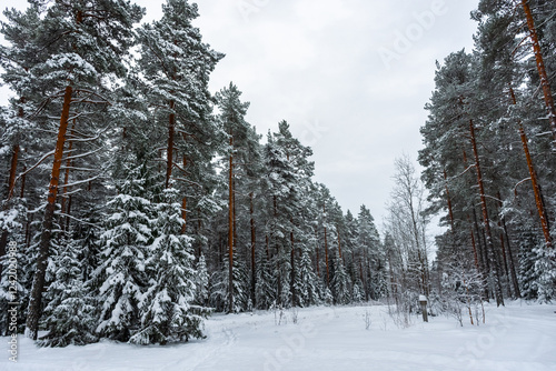 Beautiful snowy forest,  winter landscape in Finland