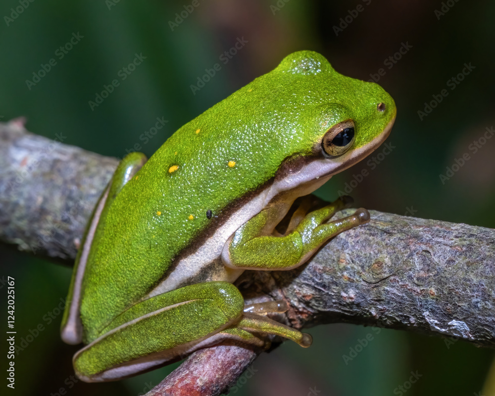 Fototapeta premium A Green Treefrog perches on a small branch.