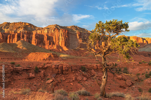 Juniper tree on Panorama Point, Capitol Reef National Park, Utah. photo