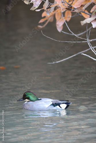 The falcated duck or falcated teal (Mareca falcata) is a gadwall-sized dabbling duck from the east Palearctic. This photo was taken in Japan. photo