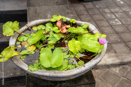 Obraz na płótnie A serene water garden featuring vibrant green lotus leaves and a pink water lily bloom in a concrete vessel, showcasing the delicate balance of aquatic garden design w salonie