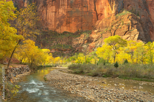 Fall color along the Virgin River, Zion National Park, Utah. photo