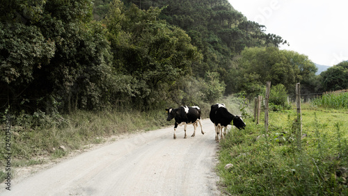 cows on the road