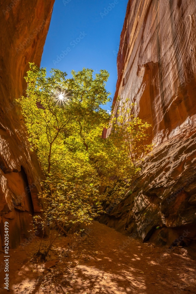 Obraz premium USA, Utah, Grand Staircase Escalante National Monument. Burr Trail and autumn tree in slot canyon.