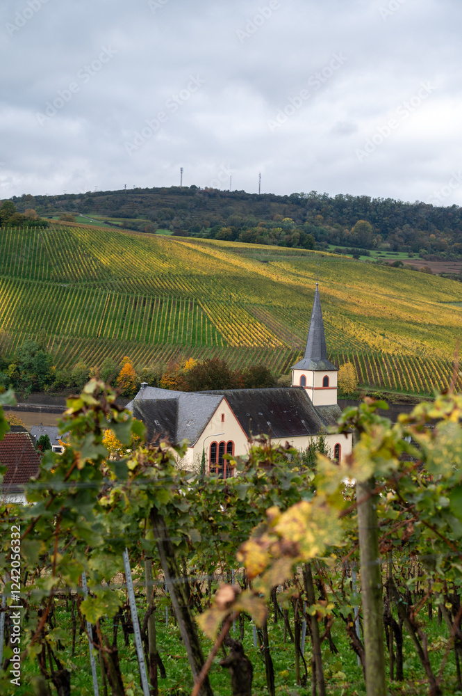 Naklejka premium Aerial view of terraced vineyards around Nittel, Rhineland-Palatinate, Germany and views across Moselle River on vineyard hills of Machtum, Luxembourg