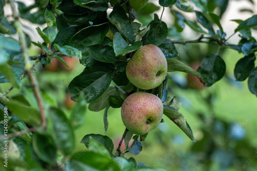 Ripe red organic apples on the tree in Provence, harvest time in France Ripe red organic apples on the tree in Provence, harvest time in France