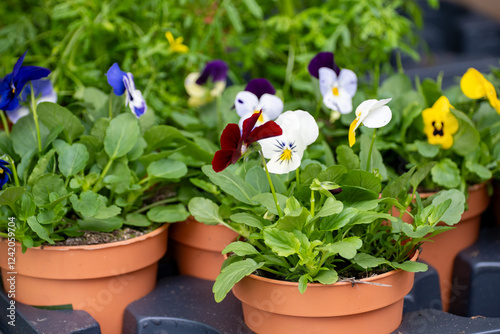 Young plants of viola flowers in greenhouse, cultivation of eatable plants and flowers, decoration for exclusive dishes in premium gourmet restaurants