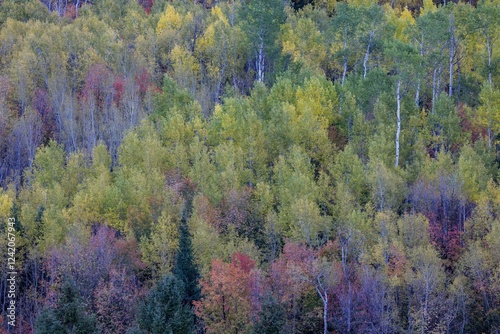 USA, Utah, Logan Canyon along Highway 89 with Aspens and canyon maple in fall colors photo