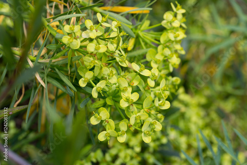 Inflorescence of Euphorbia regis-jubae plant at sunny day photo