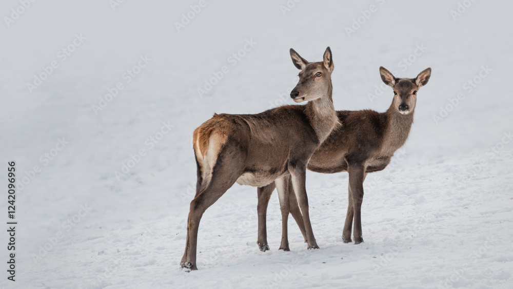 A Red Deer Doe With A Fawn(Cervus elaphus) A Red Deer Doe With A Fawn(Cervus elaphus)
