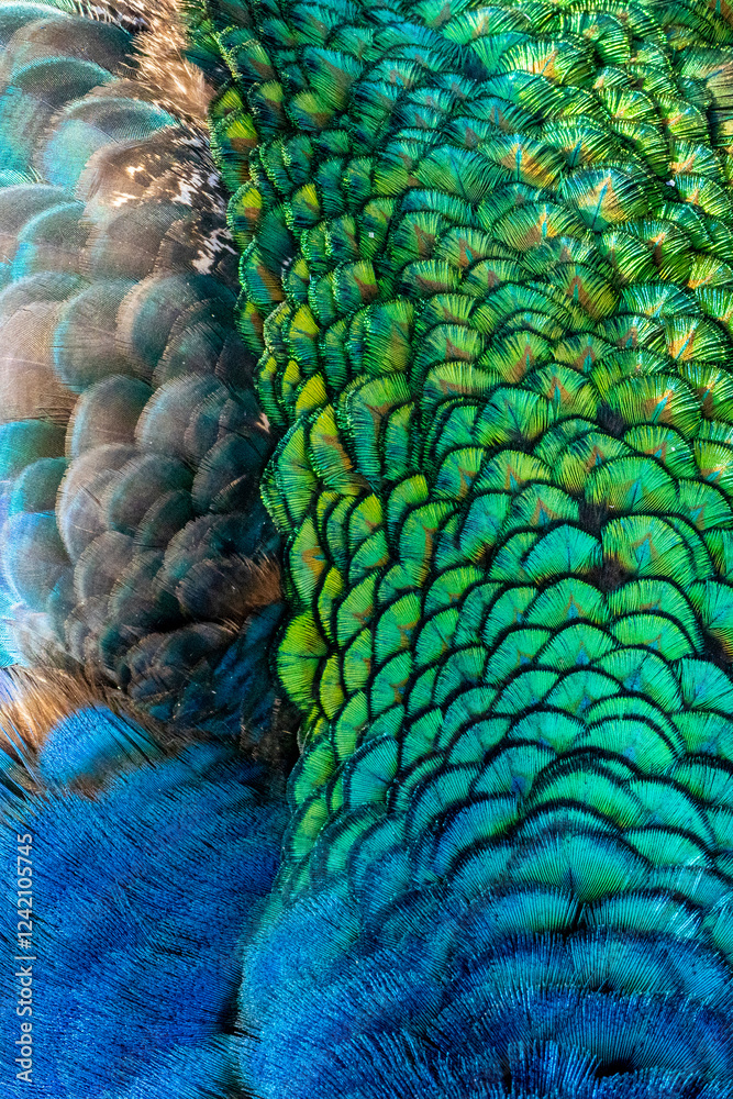 Obraz premium USA, Utah. Peacock feathers detail.