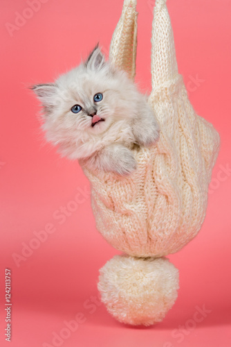 Fluffy Kitten Wrapped in Cozy Winter  Hat