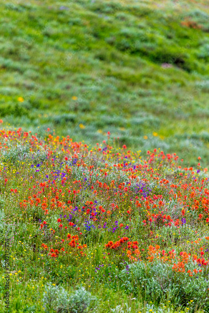 An assortment of wildflowers blanket a hillside in Fish Lake National Forest. An assortment of wildflowers blanket a hillside in Fish Lake National Forest.