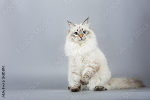 Fluffy Cat with Blue Eyes on Gray Background  
