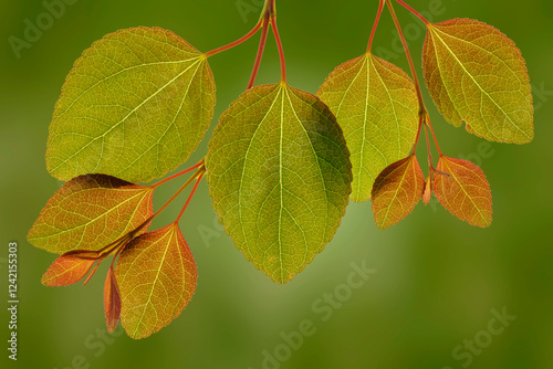 USA, Washington State, Seabeck. Close-up of katsura tree leaves in spring.
