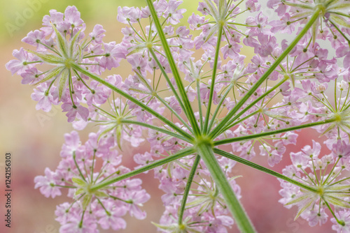 USA, Washington State, Seabeck. Rear view of broadleaf sermountain blossoms.