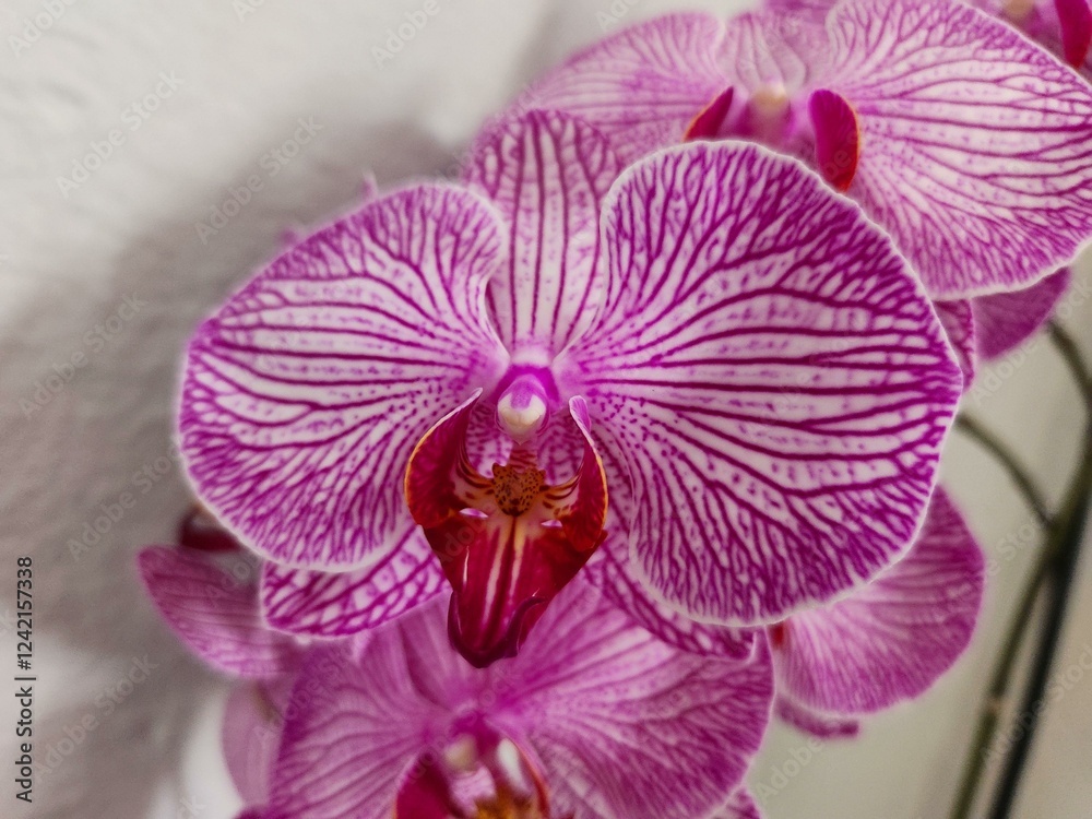 purple orchid flower petal purple orchid flower petal