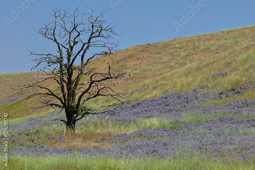 USA, Washington State, Palouse. Benge lone dead tree in field of vetch