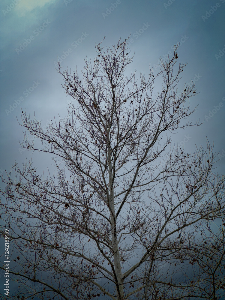 Winter forest tree without leaves Winter forest tree without leaves