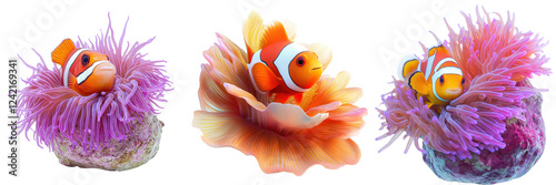 A Set of Clownfish Nestled in Bright Anemone on Coral Reef Isolated on Transparent Background
