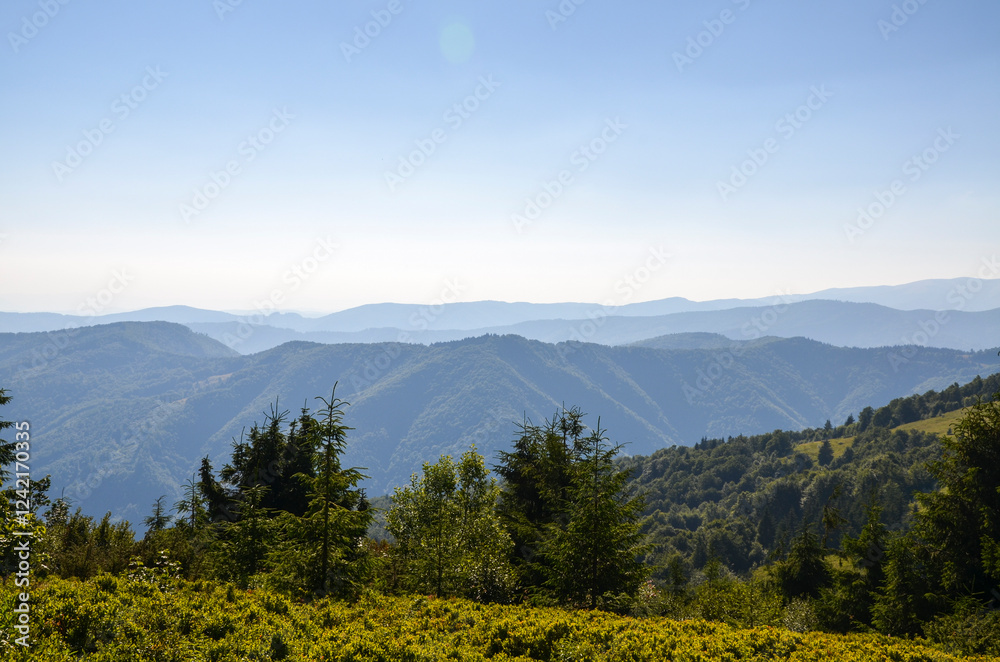 Obraz premium Expansive mountain ranges with forested slopes and grassy hills under clear skies, showcasing natural beauty. Carpathian Mountains, Ukraine 