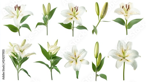 Set of elegant blooming lilies with buds isolated on a white background photo