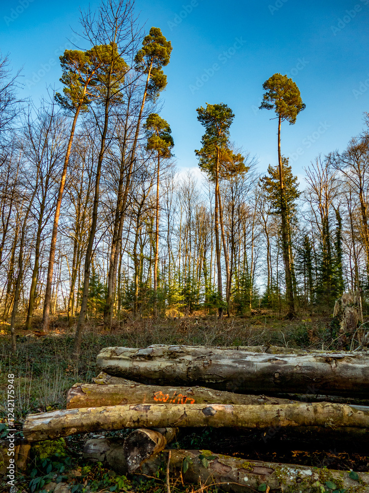 Fototapeta premium Abholzung im Mischwald