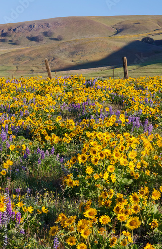 USA, Washington State, Columbia Hills State Park along the Columbia river springtime with fields of blooming balsamroot and lupine photo