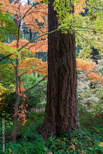 USA, Washington State, Seattle. Washington Park Arboretum in the fall color with the Japanese maples