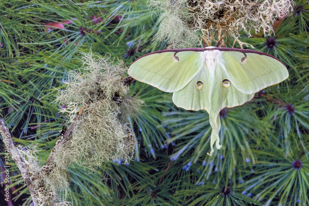 Naklejka premium USA, Washington State, Sammamish. Luna silk moth lime green with long tail on hind wings
