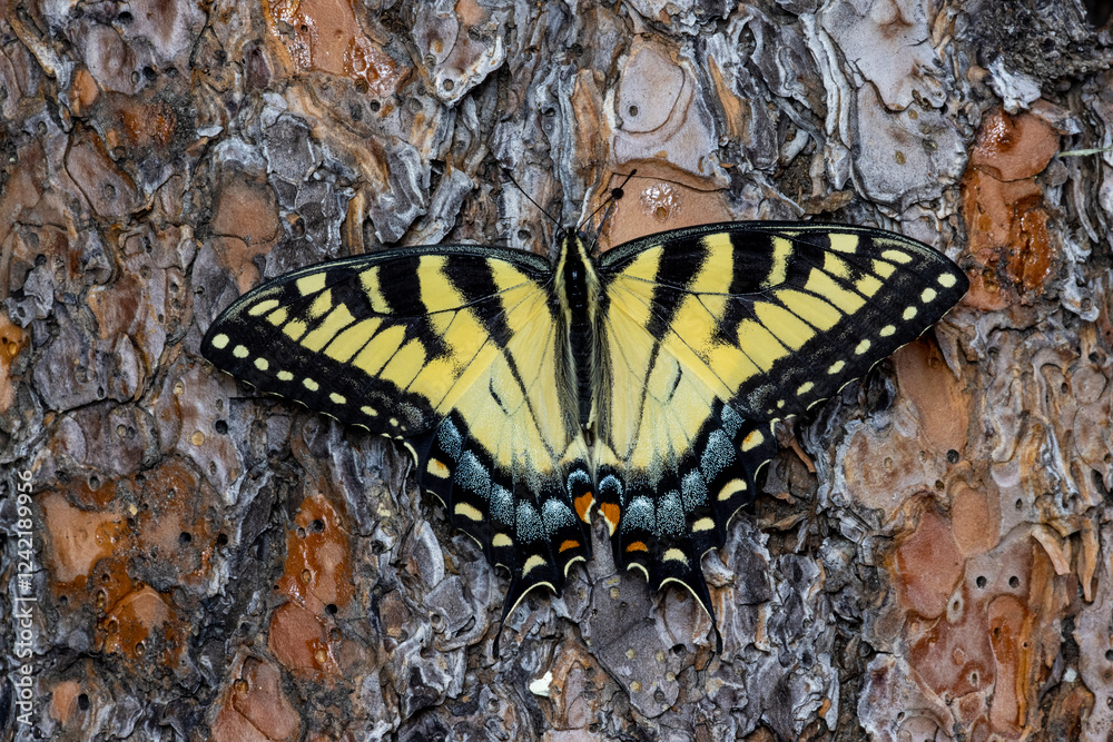Fototapeta premium USA, Washington State, Sammamish. Eastern tiger swallowtail buttery resting on ponderosa pine bark