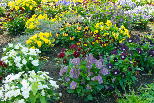 Mixed pansy flowers blooming in garden bed, Curitiba, Brazil