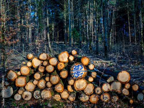 Frisch gefällte und markierte Baumstämme am Waldweg photo