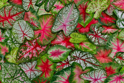 USA, Washington State, Sammamish. Caladium leaf pattern and design from a variety of different caladiums photo