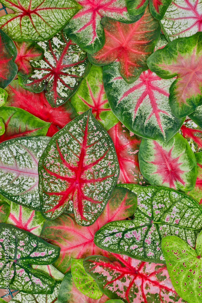 USA, Washington State, Sammamish. Caladium leaf pattern and design from a variety of different caladiums USA, Washington State, Sammamish. Caladium leaf pattern and design from a variety of different caladiums