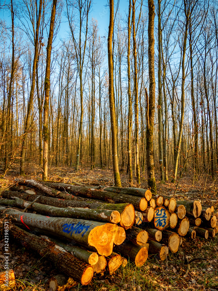 Frisch gefällte und markierte Baumstämme am Waldweg Frisch gefällte und markierte Baumstämme am Waldweg