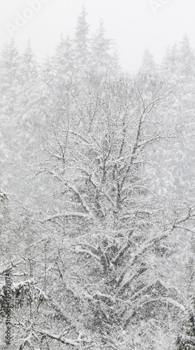 USA, Washington State, Preston. Winters snow fall on cottonwood trees photo