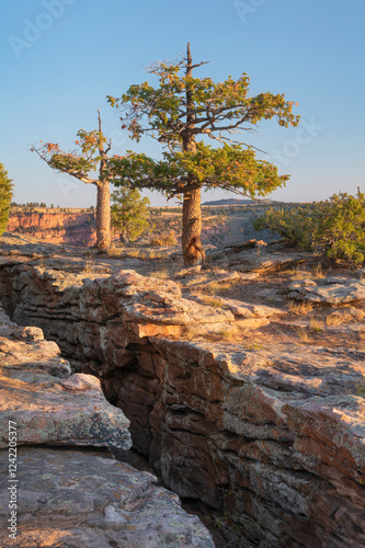Pine tree on edge of Red Canyon, Flaming Gorge National Recreation Area, Utah.