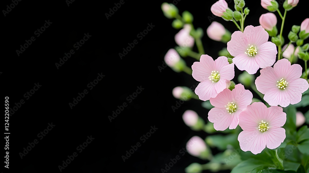 Obraz premium Pink flowers against black background, copy space, garden, nature, floral design