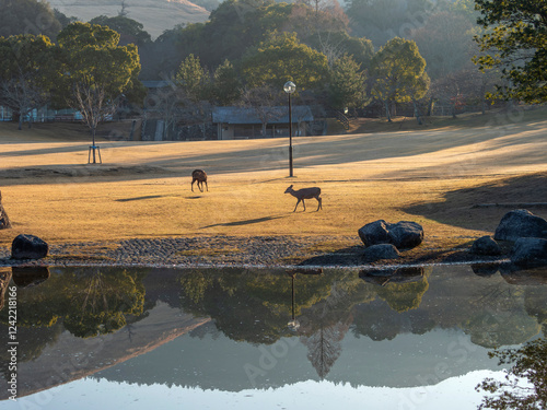 冬の奈良公園と三社託宣池 photo