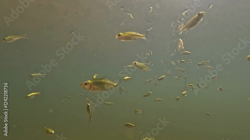 Small yellow fish underwater after a piece of food. Free animals in nature.