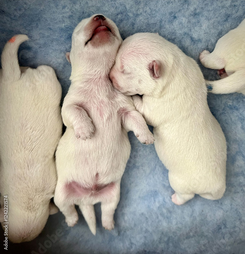 Newborn west highland white terrier puppies sleeping and cuddling